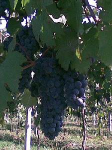 lambrusco viadanese